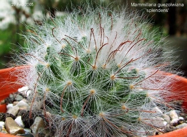 Mammillaria _guezolwiana 'splendens' 01